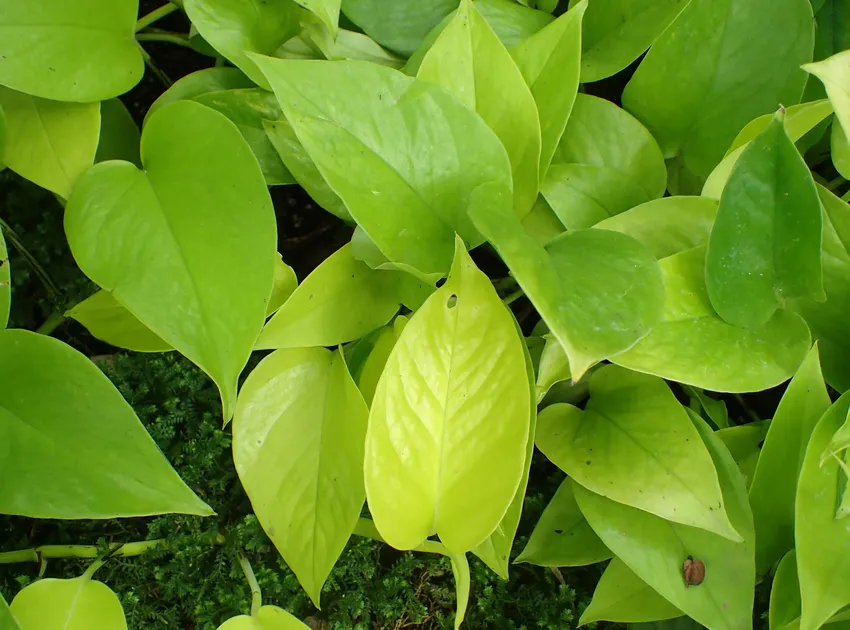 Plante epipremnum neon montrant ses caractéristiques typiques