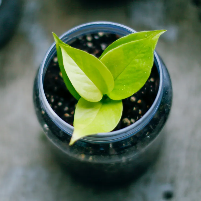 Plante epipremnum neon montrant ses caractéristiques typiques