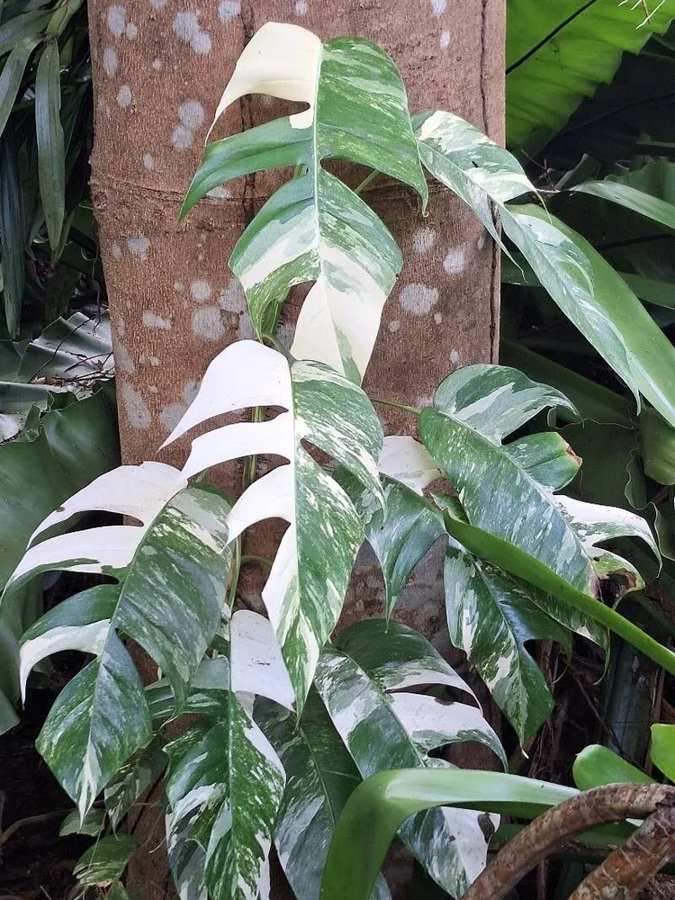 epipremnum albo plant showing characteristic features