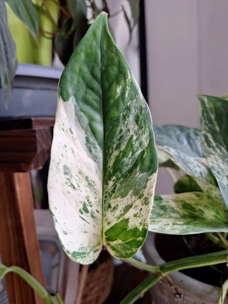 epipremnum albo plant showing characteristic features