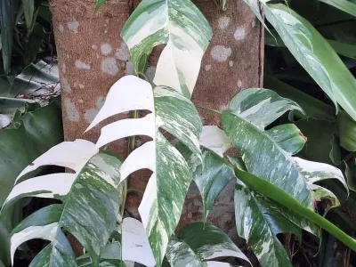 thumbnail epipremnum pinnatum 'albo'