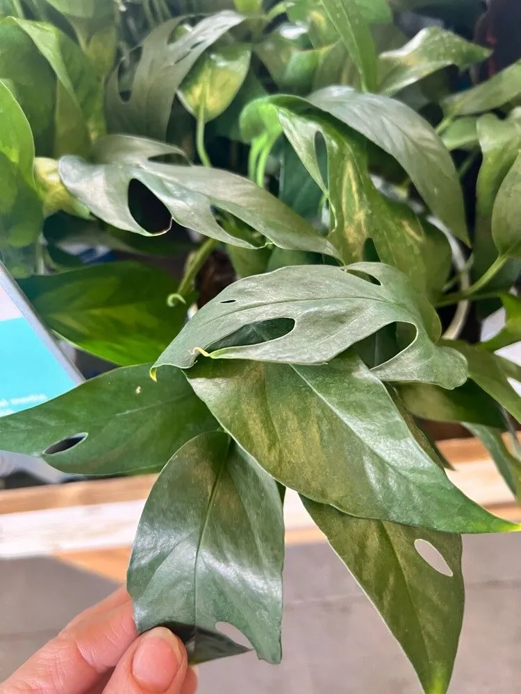 Plante epipremnum baltic blue montrant ses caractéristiques typiques