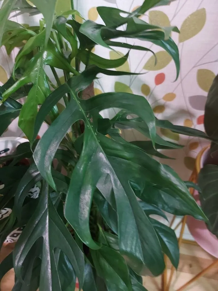 Plante epipremnum baltic blue montrant ses caractéristiques typiques
