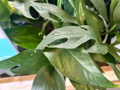 Image miniature epipremnum pinnatum 'baltic blue'