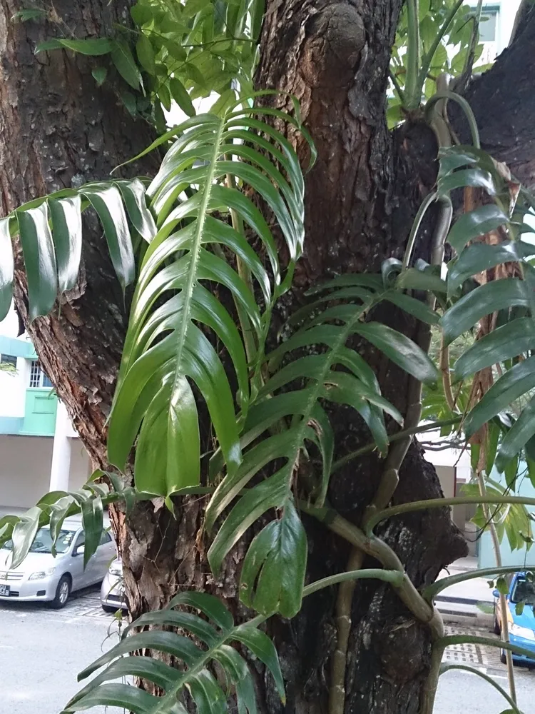 Plante epipremnum pinnatum montrant ses caractéristiques typiques