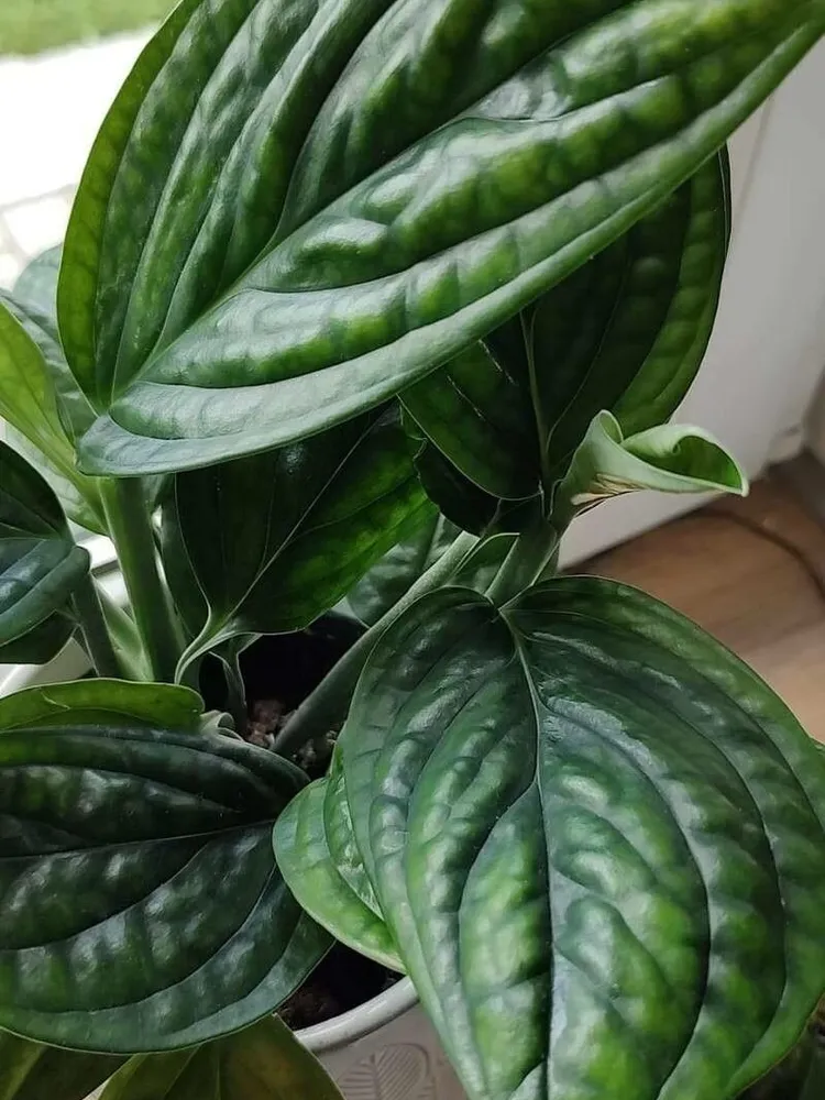 epipremnum marble planet plant showing characteristic features