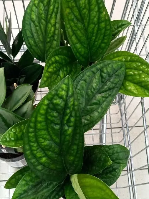 epipremnum marble planet plant showing characteristic features