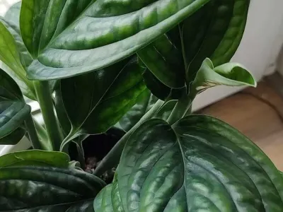 thumbnail epipremnum pinnatum 'marble planet'