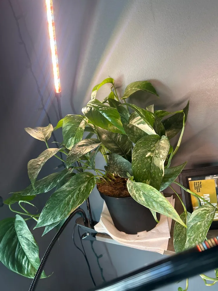 Plante epipremnum marble montrant ses caractéristiques typiques