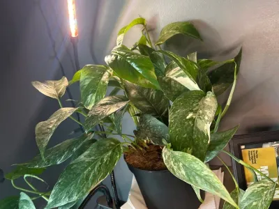 Image miniature epipremnum pinnatum 'marble'