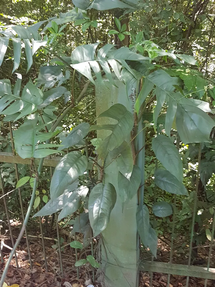 Plante epipremnum pinnatum montrant ses caractéristiques typiques