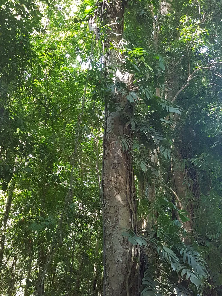 Plante epipremnum pinnatum montrant ses caractéristiques typiques