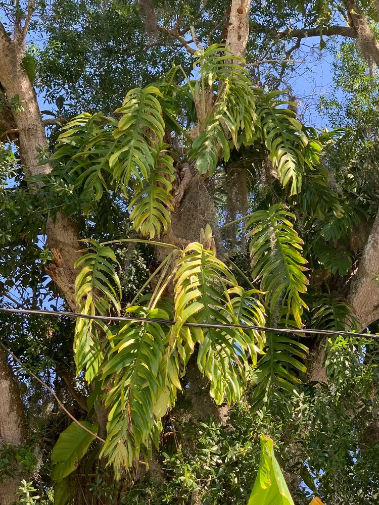 Plante epipremnum pinnatum montrant ses caractéristiques typiques