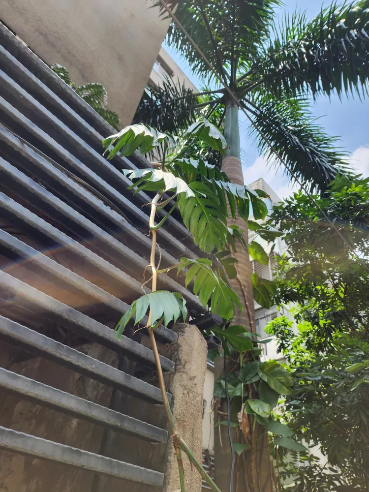 Plante epipremnum pinnatum montrant ses caractéristiques typiques