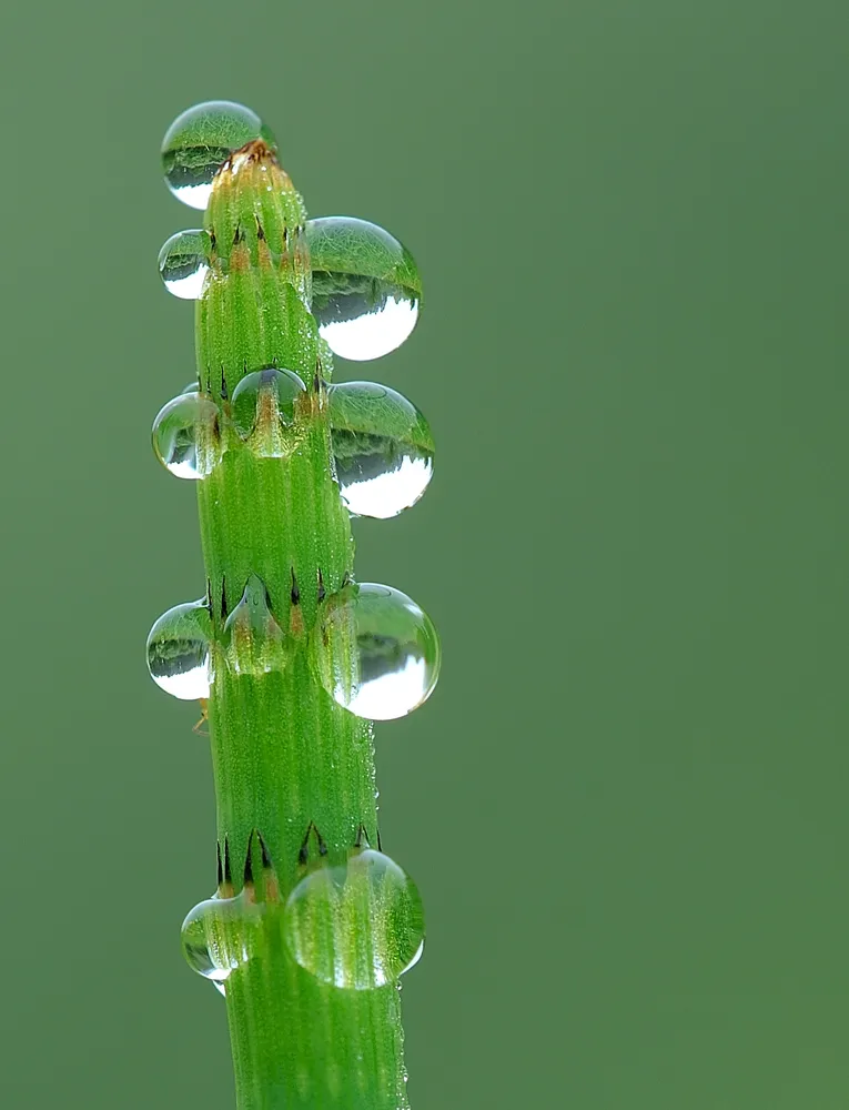 equisetum arvense plant showing characteristic features