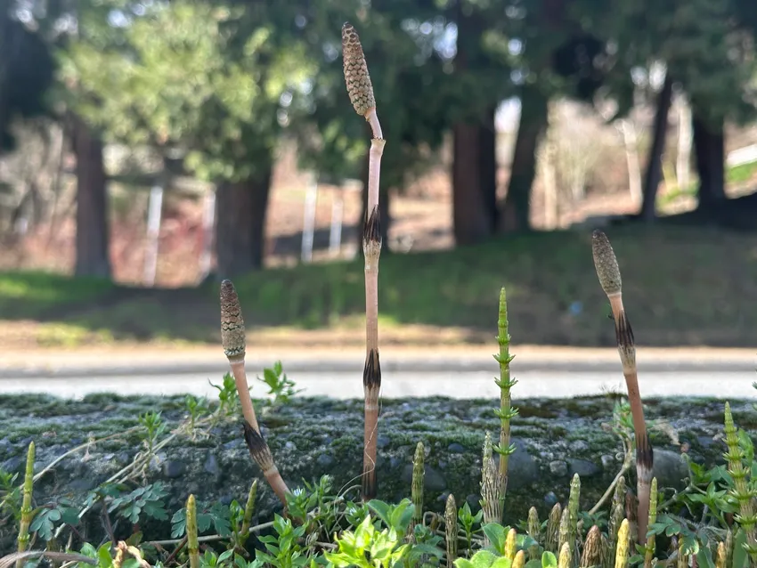 equisetum arvense plant showing characteristic features