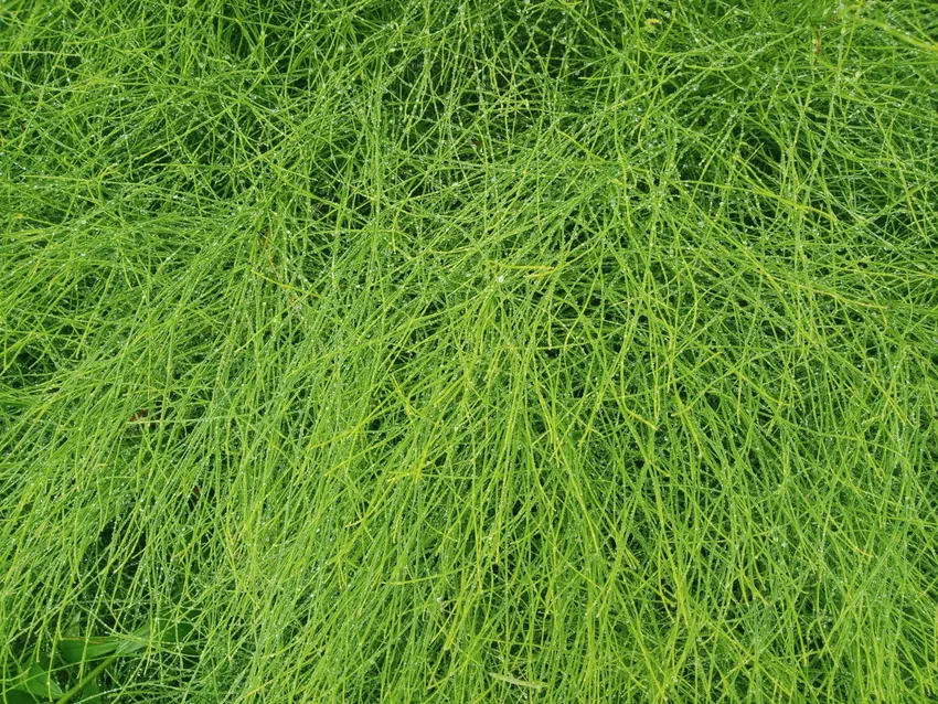 equisetum arvense plant showing characteristic features