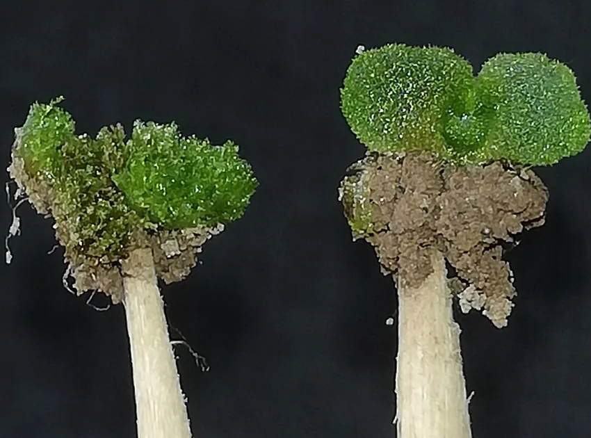 equisetum arvense plant showing characteristic features