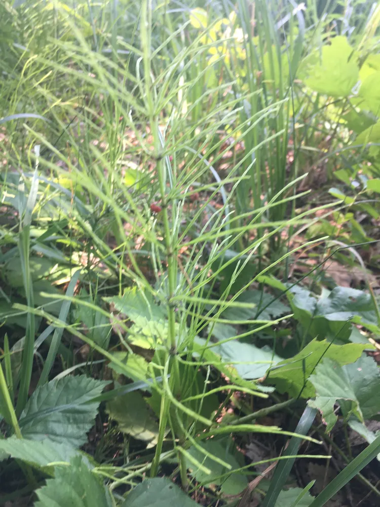 equisetum arvense plant showing characteristic features