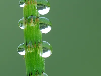 thumbnail equisetum arvense