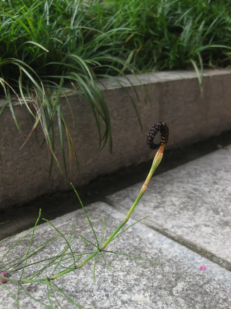 equisetum diffusum plant showing characteristic features