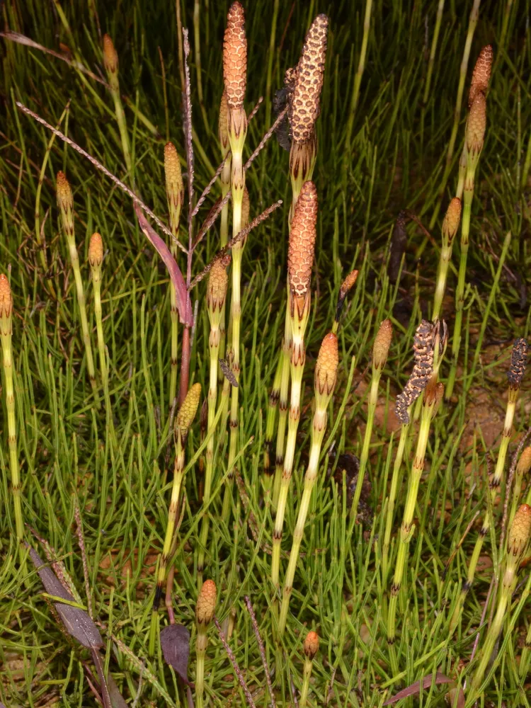 equisetum diffusum plant showing characteristic features