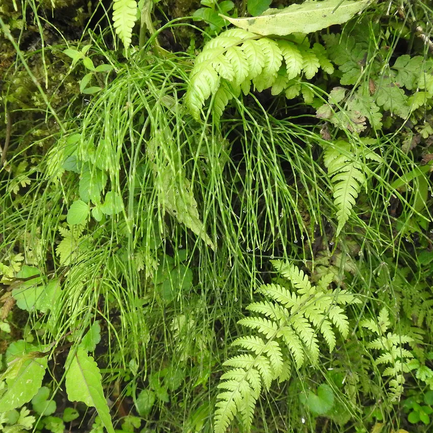 equisetum diffusum plant showing characteristic features