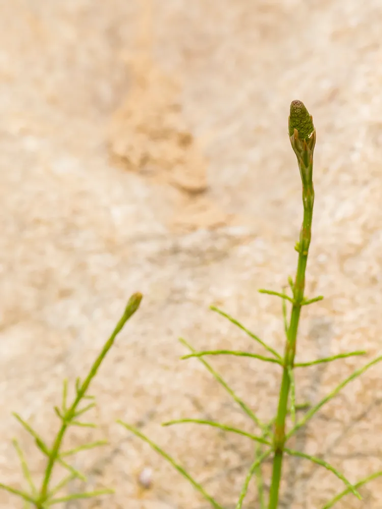 equisetum diffusum plant showing characteristic features