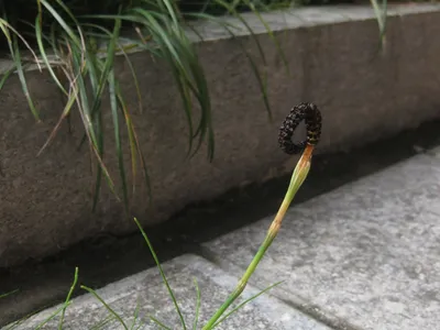 thumbnail equisetum diffusum
