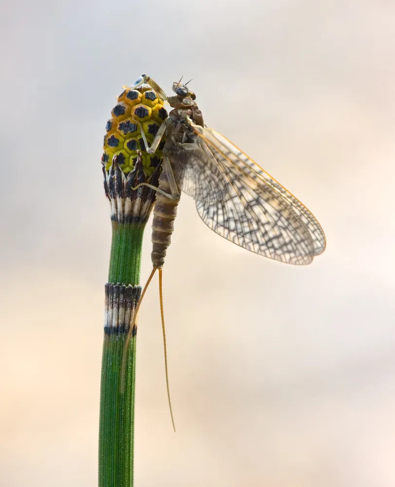 equisetum hyemale plant showing characteristic features