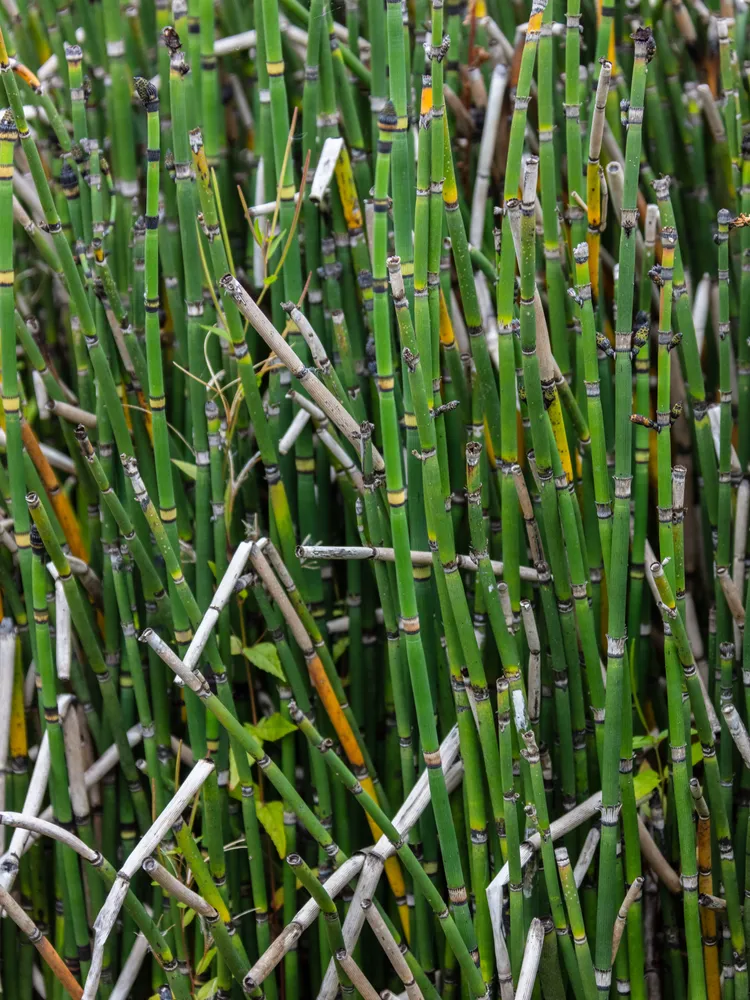 equisetum hyemale plant showing characteristic features
