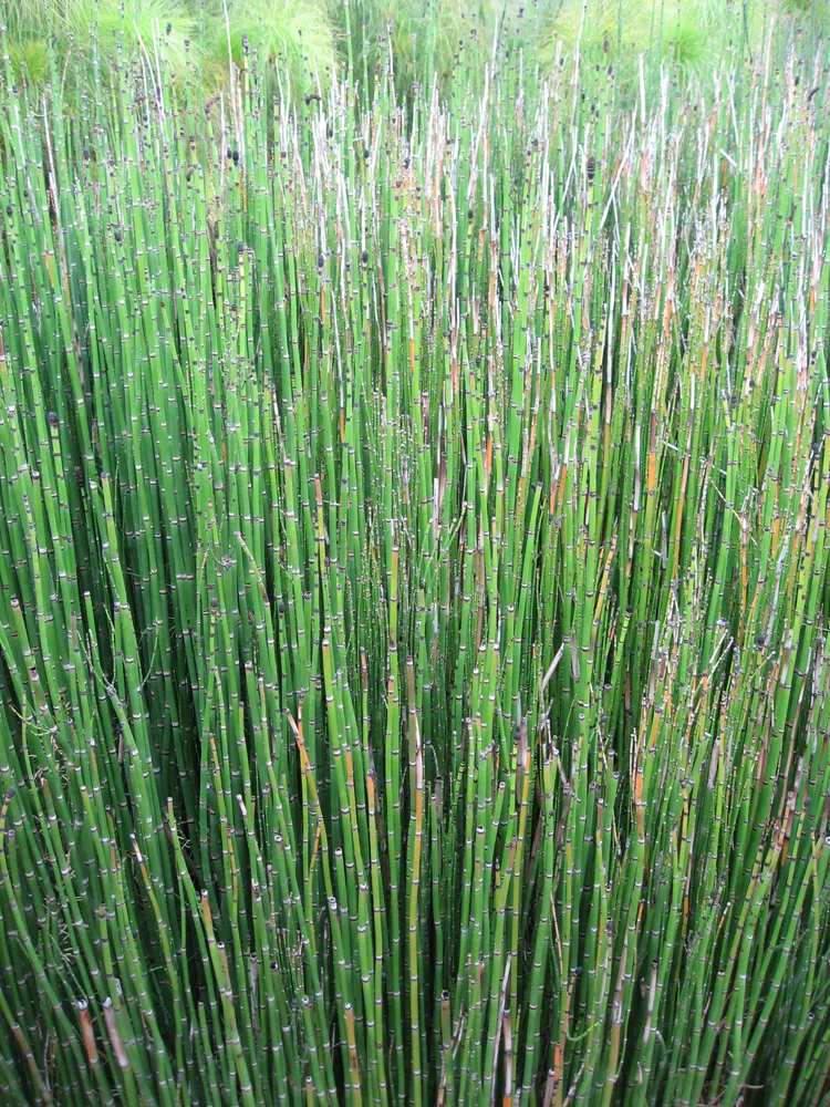 equisetum hyemale plant showing characteristic features
