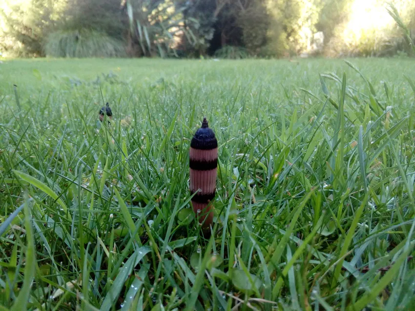 equisetum hyemale plant showing characteristic features