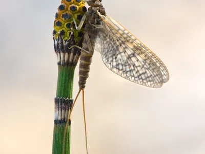 thumbnail equisetum hyemale
