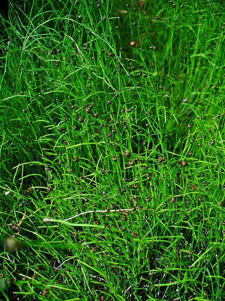 equisetum scirpoides plant showing characteristic features