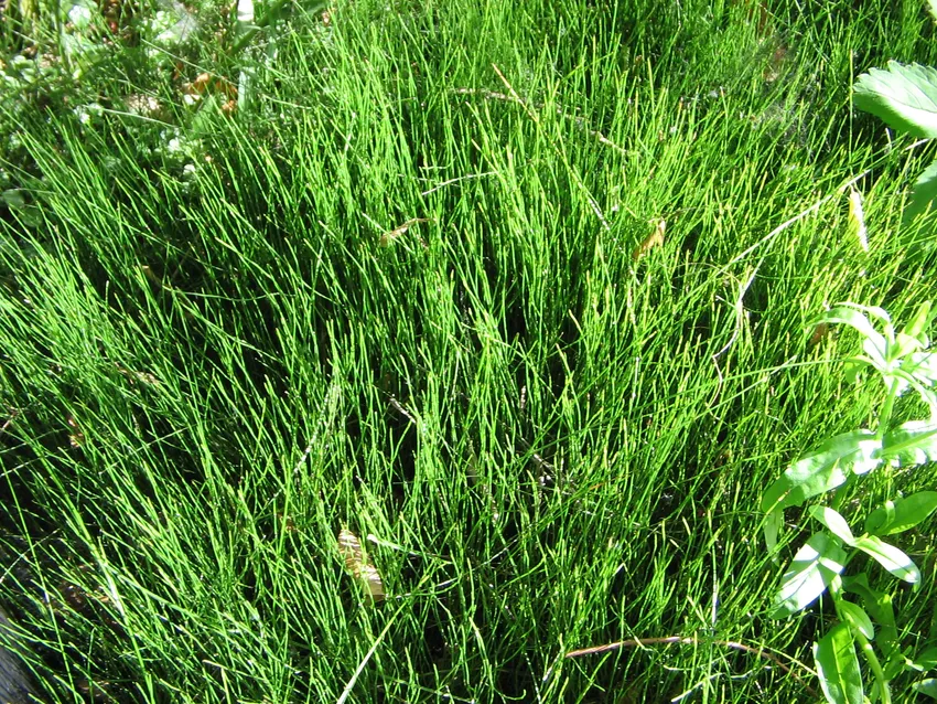 equisetum scirpoides plant showing characteristic features
