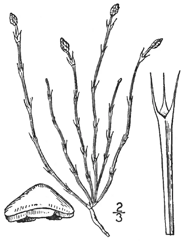 equisetum scirpoides plant showing characteristic features