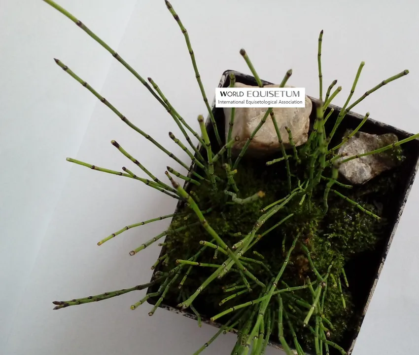 equisetum scirpoides plant showing characteristic features