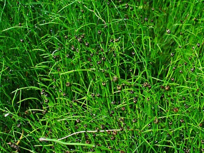 thumbnail equisetum scirpoides