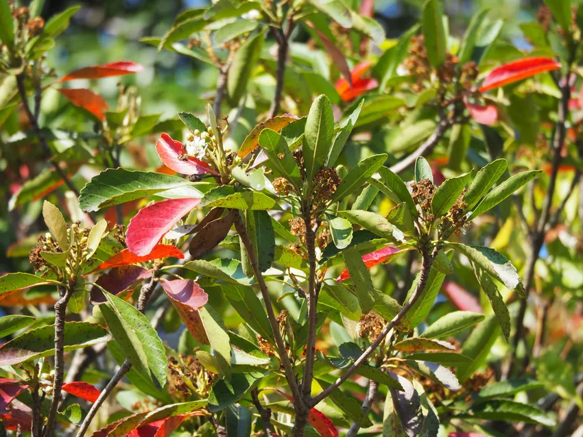eriobotrya deflexa plant showing characteristic features