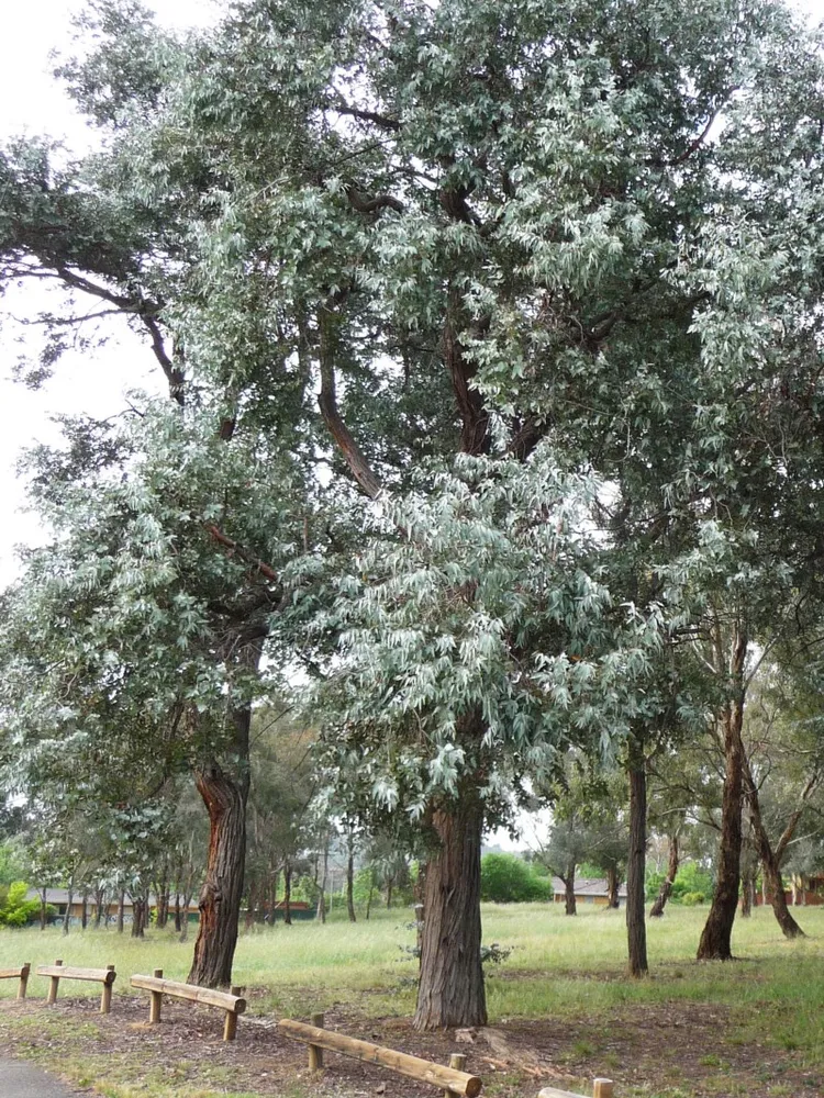 eucalyptus cinerea plant showing characteristic features