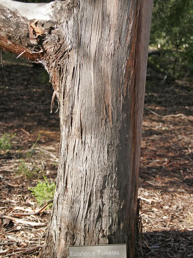 eucalyptus cinerea plant showing characteristic features