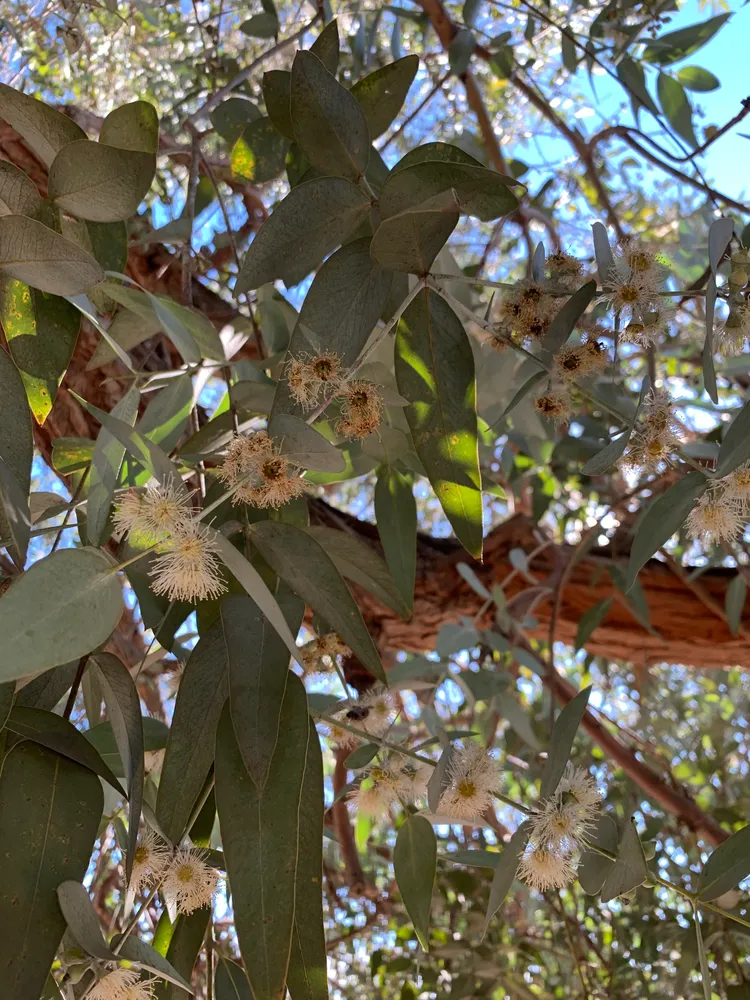 eucalyptus cinerea plant showing characteristic features