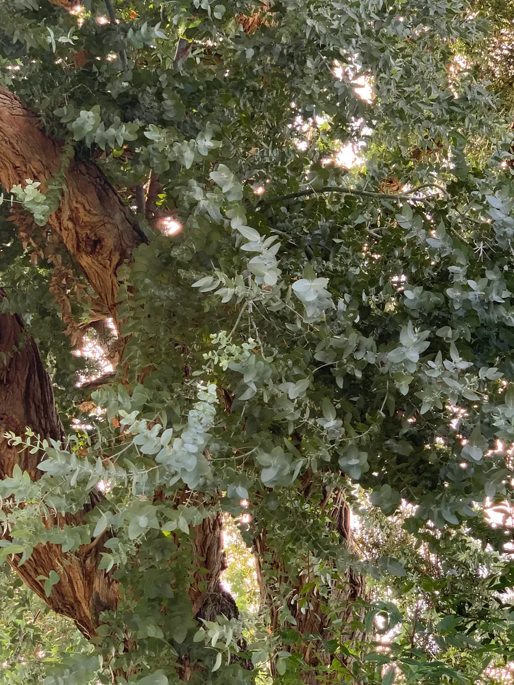 eucalyptus cinerea plant showing characteristic features