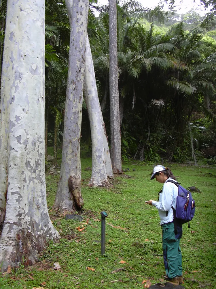 eucalyptus citriodora plant showing characteristic features