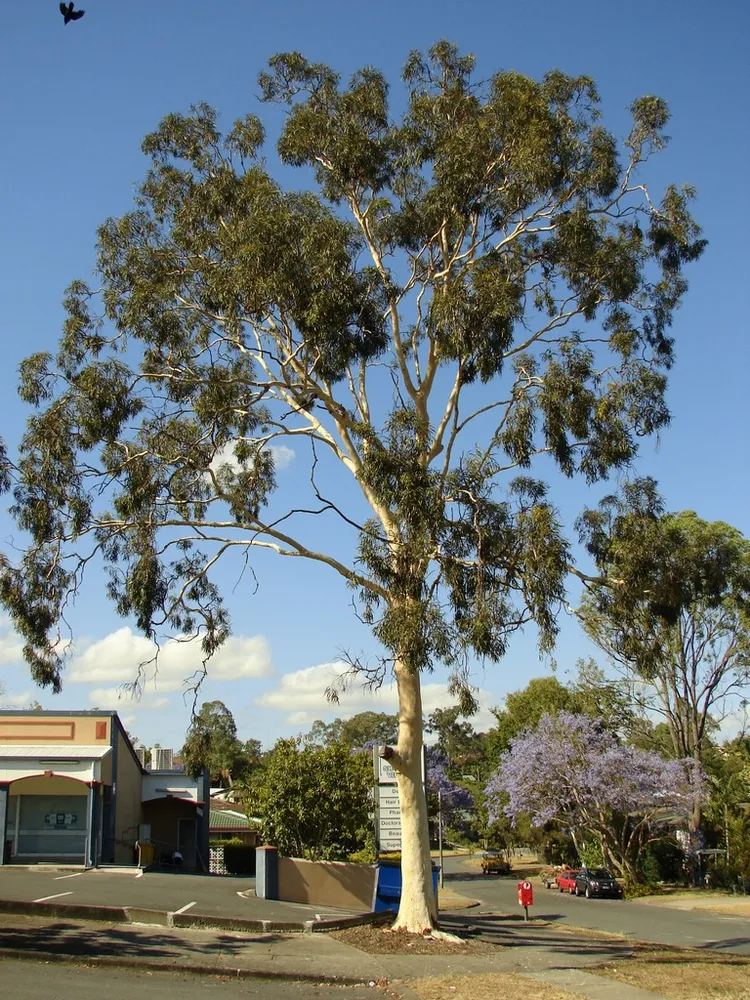 eucalyptus citriodora plant showing characteristic features