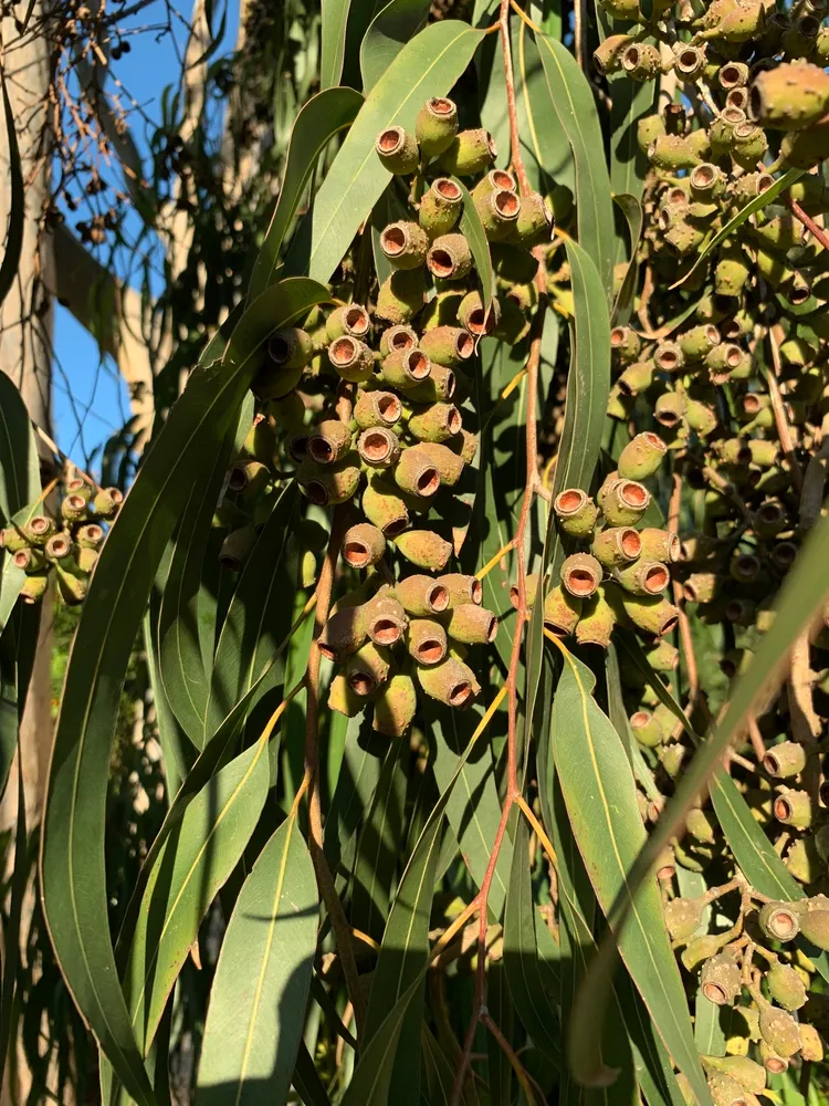 eucalyptus citriodora plant showing characteristic features