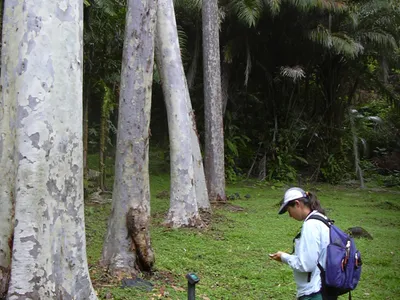 thumbnail eucalyptus citriodora