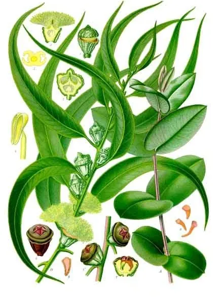 eucalyptus globulus plant showing characteristic features