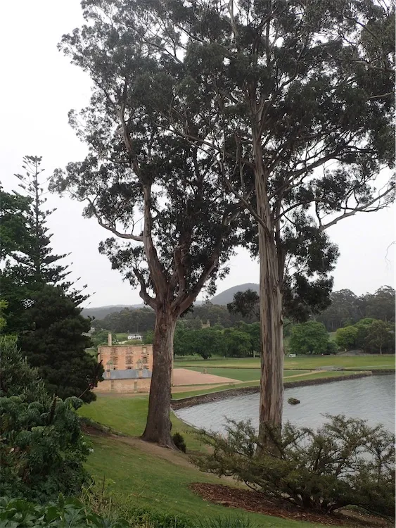 eucalyptus globulus plant showing characteristic features